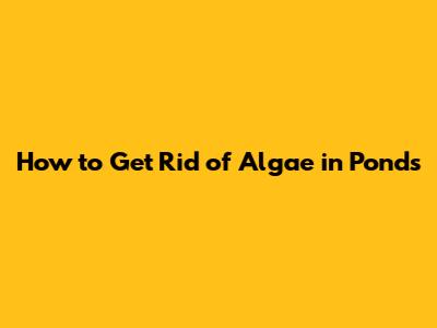 How to Get Rid of Algae in Ponds