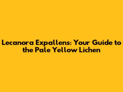 Lecanora Expallens: Your Guide to the Pale Yellow Lichen