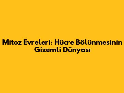Mitoz Evreleri: Hücre Bölünmesinin Gizemli Dünyası