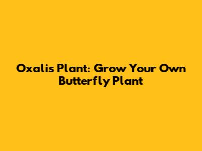 Oxalis Plant: Grow Your Own Butterfly Plant