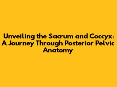 Unveiling the Sacrum and Coccyx: A Journey Through Posterior Pelvic Anatomy